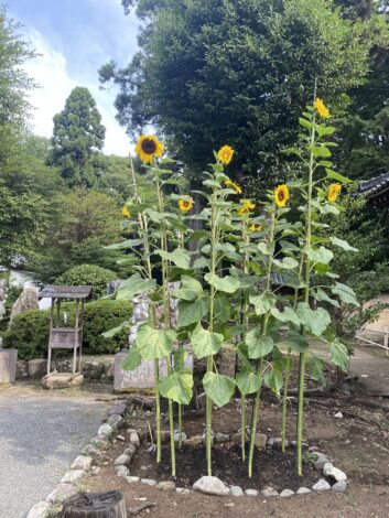 ひまわり開花