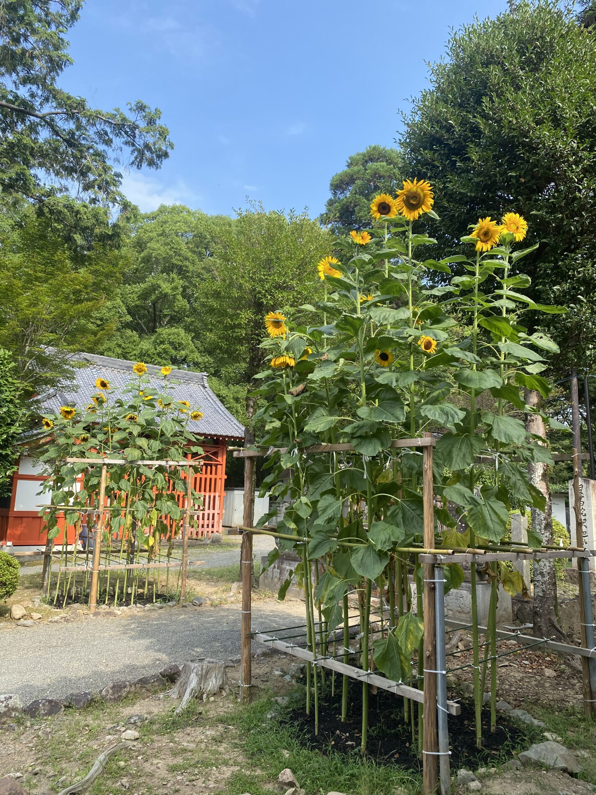 ひまわり畑 | 多田神社